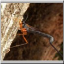 Dolichomitus sp - Schlupfwespe 15 32mm - OS-Dissen-Noller_Schlucht.jpg